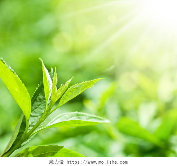 阳光下绿叶绿芽茶叶新茶绿茶春天芽茶嫩芽
